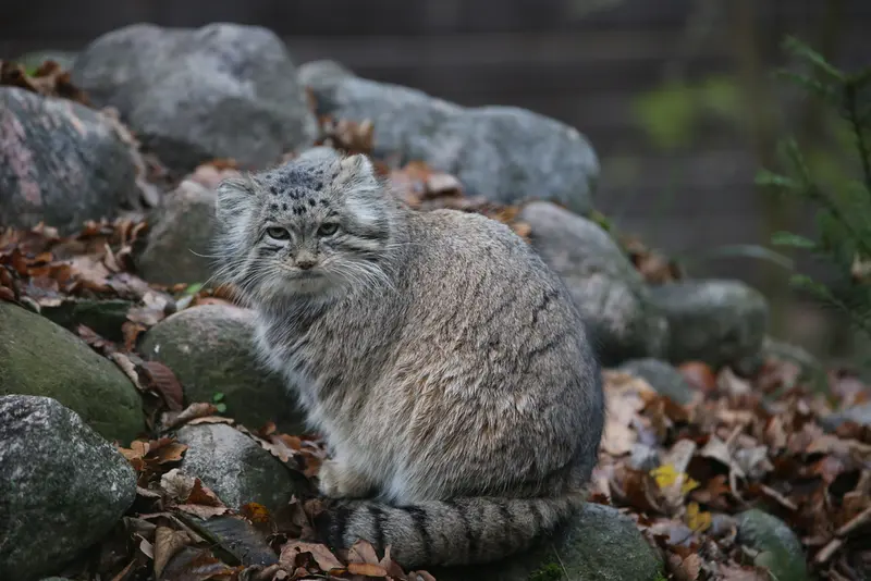 Фотография Мани в Познаньском Новом Зоопарке
