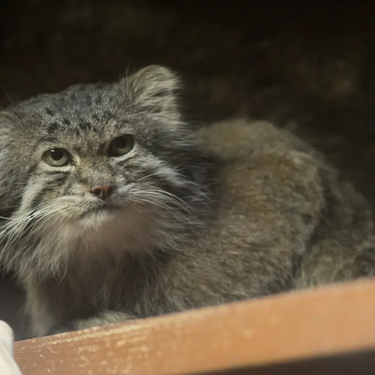 Фотография Клёна в Зоопарке Уено