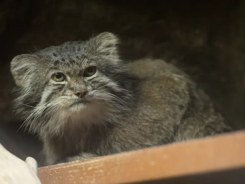 Фотография Клёна в Зоопарке Уено