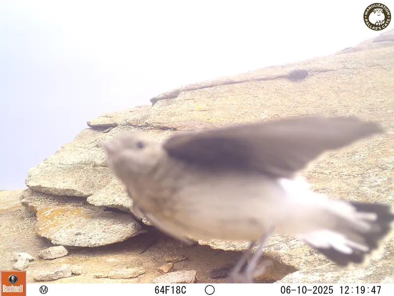 Фотография с манулом с фотоловушки Бектауата 1