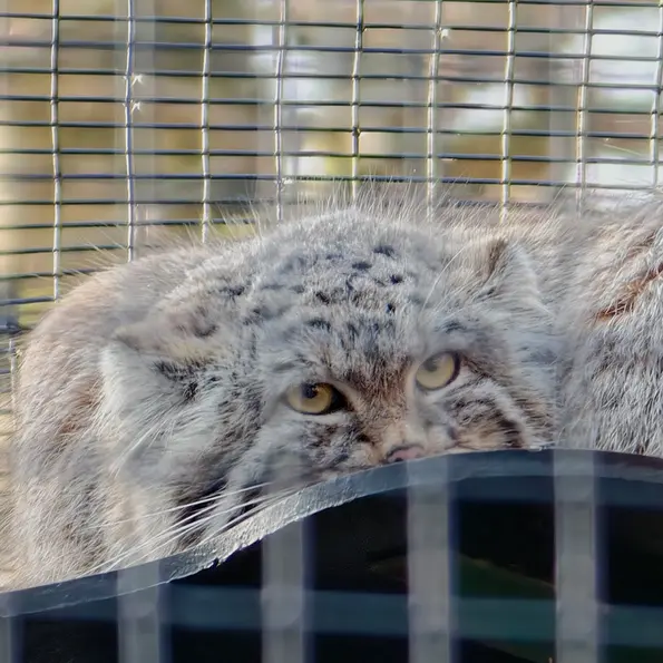 Фотография Алтая в Гданском Зоопарке