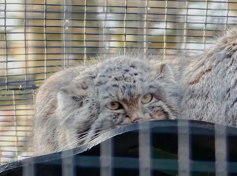 Фотография Алтая в Гданском Зоопарке