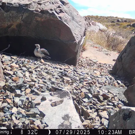 Фотография с манулом с фотоловушки Киикбай [новинка]