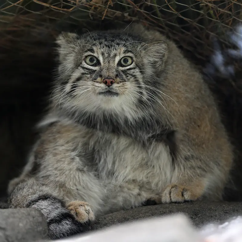 Фотография Аз в Царстве Животных Кобе