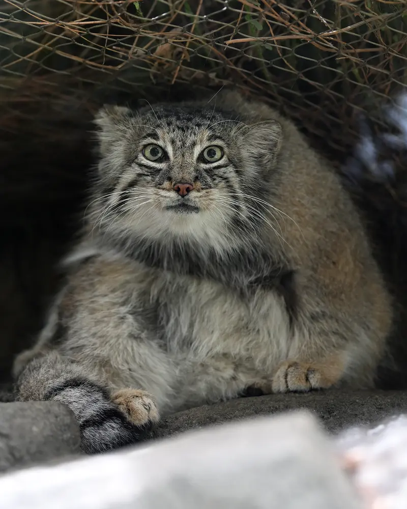 Фотография Аз в Царстве Животных Кобе