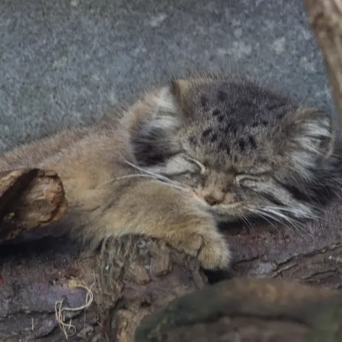Фотография Павла в Зоопарке и аквариуме Колумбуса