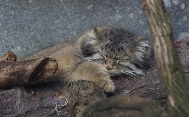 Фотография Павла в Зоопарке и аквариуме Колумбуса