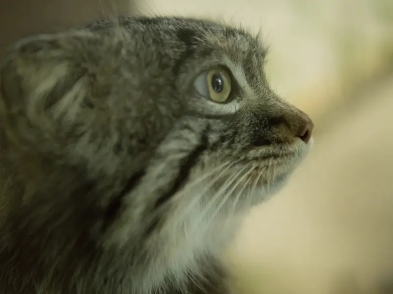 Фотография Фиги в Зоопарке Ногеяме