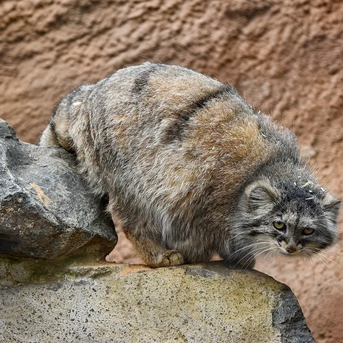 Фотография Принцессы в Пражском Зоопарке