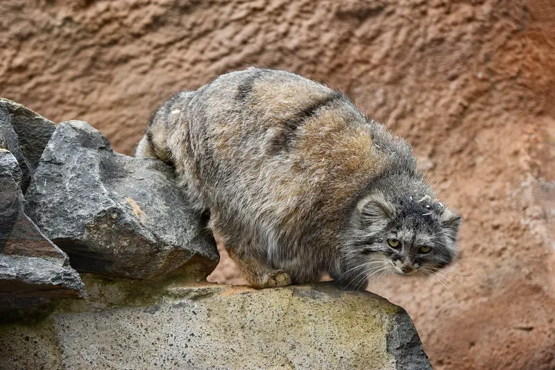 Фотография Принцессы в Пражском Зоопарке