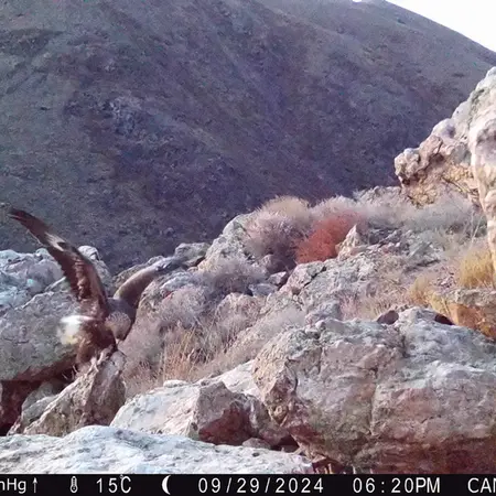 Фотография Беркута с фотоловушки Жунды 2