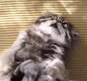 Фотография с манулом