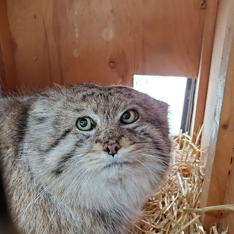 Фотография Машдога в Зоопарке Цинциннати