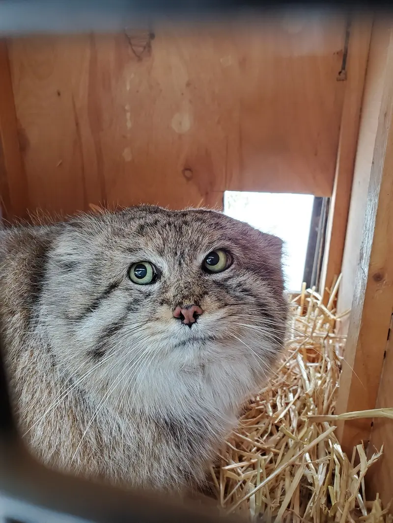 Фотография Машдога в Зоопарке Цинциннати