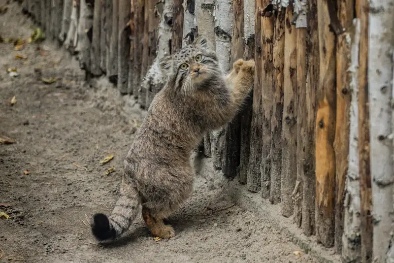 Фотография с манулом