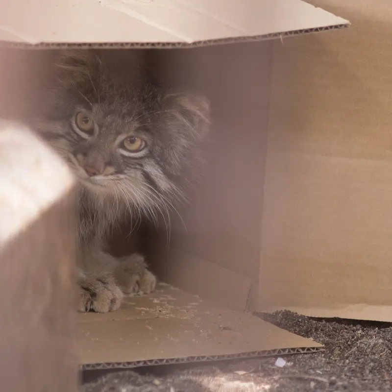 Фотография Фиги в Зоопарке Ногеяме