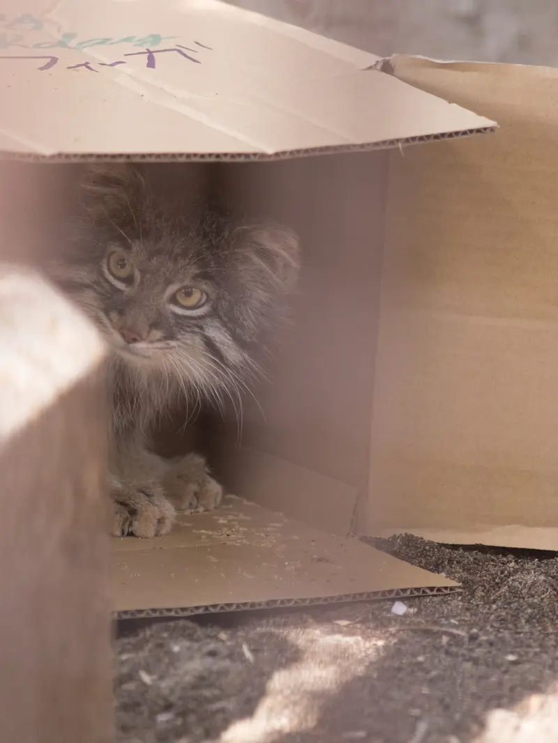 Фотография Фиги в Зоопарке Ногеяме