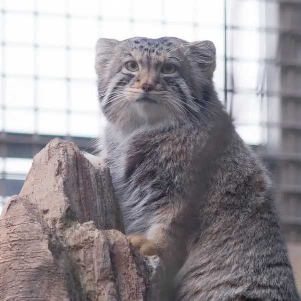 Фотография Нагому в Царстве Животных Насу