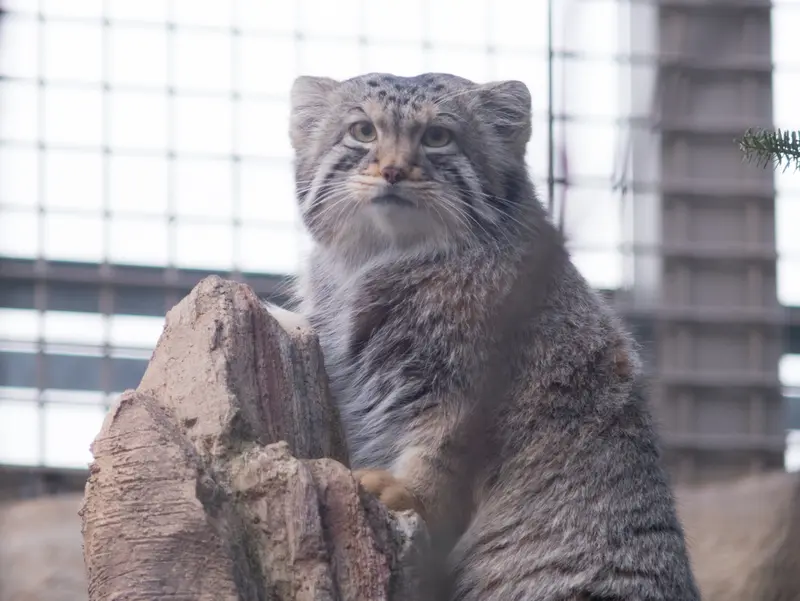 Фотография Нагому в Царстве Животных Насу