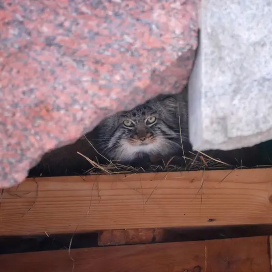 Фотография Дарлая в Московском Зоопарке