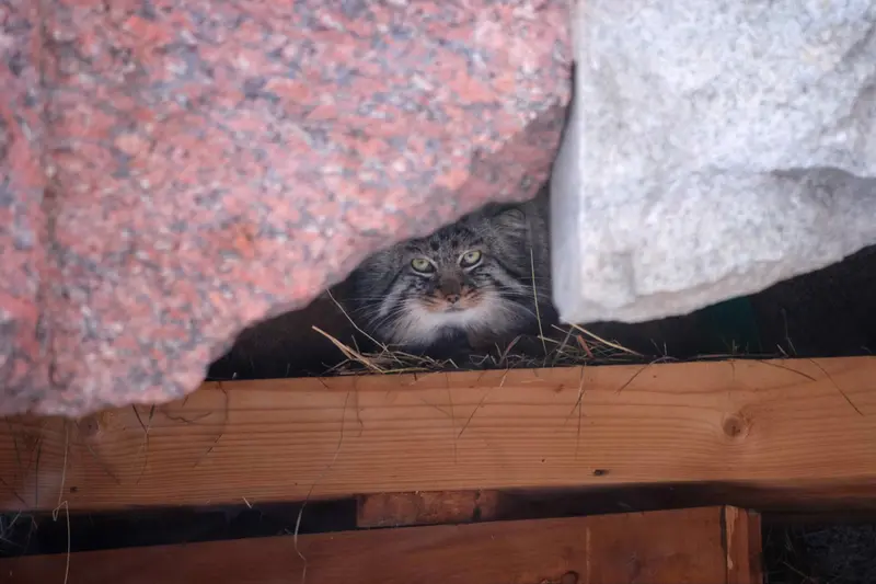 Фотография Дарлая в Московском Зоопарке