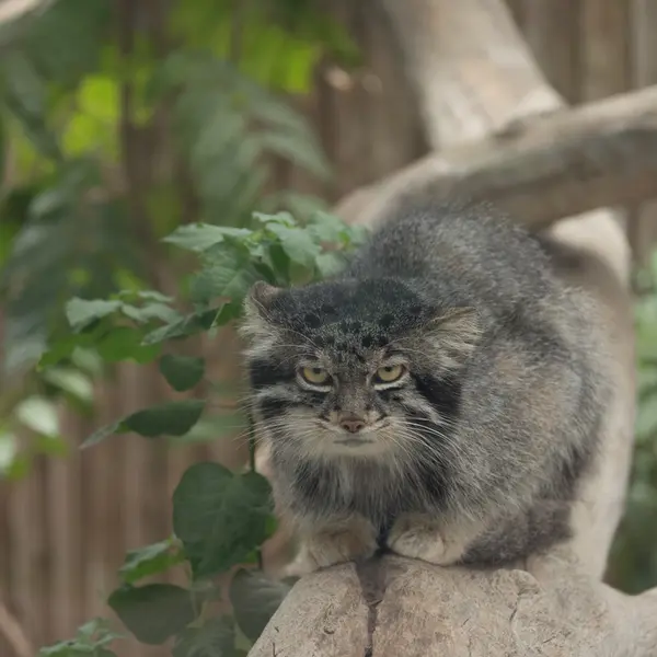 Фотография Нара в Царстве Животных Кобе