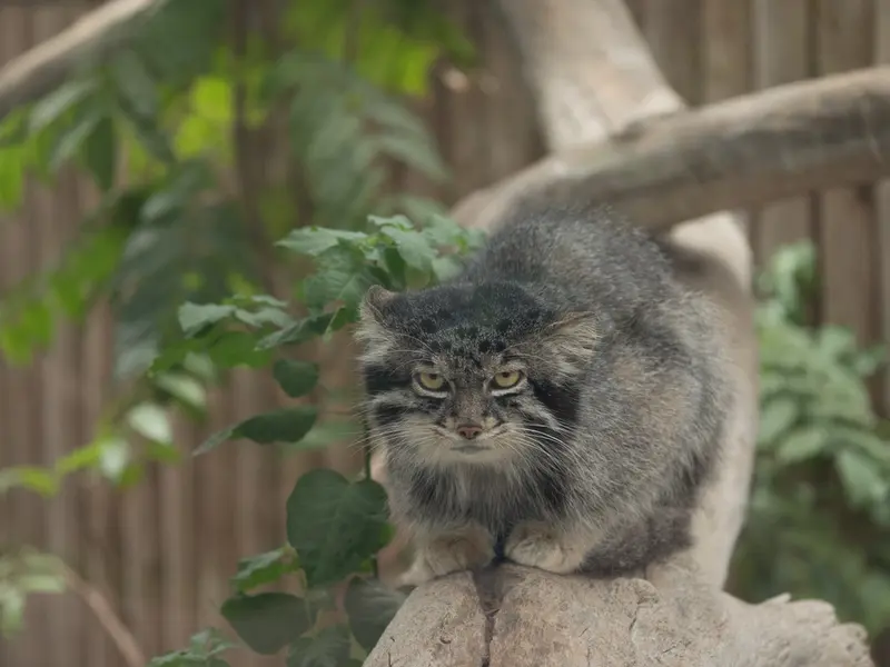 Фотография Нара в Царстве Животных Кобе
