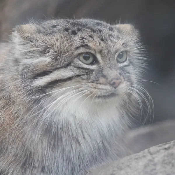 Фотография Аз в Царстве Животных Кобе