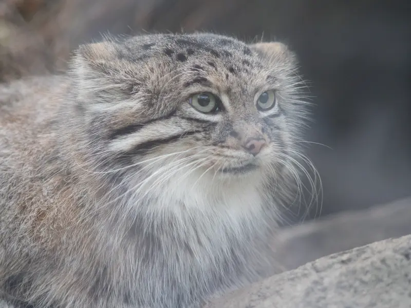 Фотография Аз в Царстве Животных Кобе