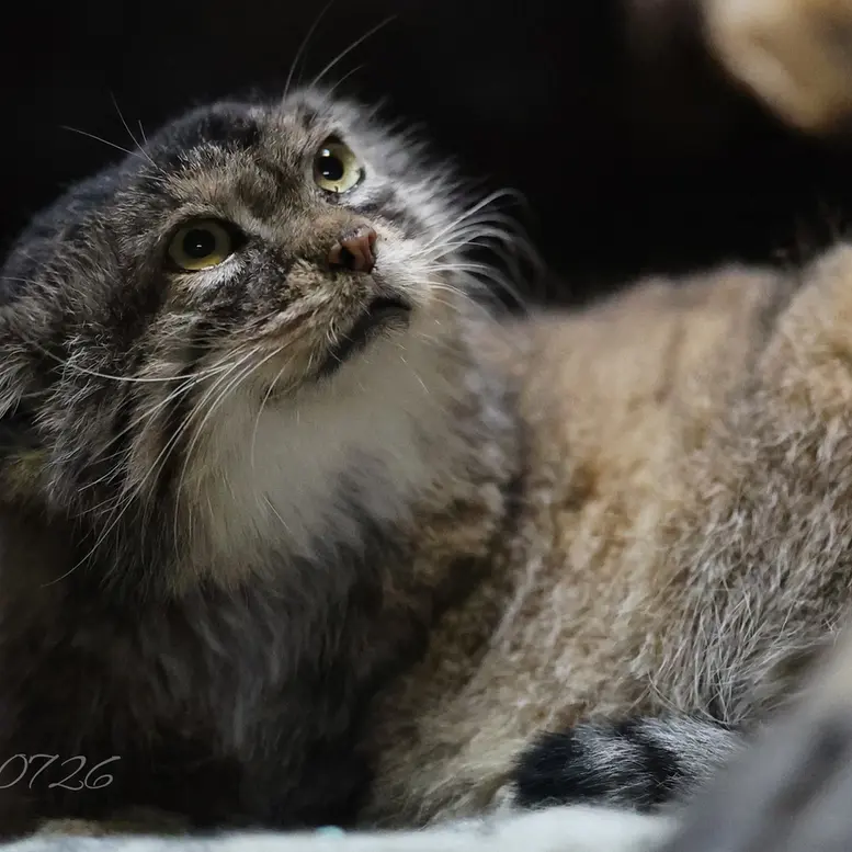 Фотография Примулы в Зоопарке Уено