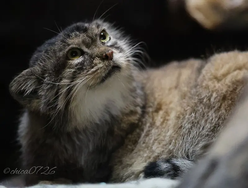 Фотография Примулы в Зоопарке Уено