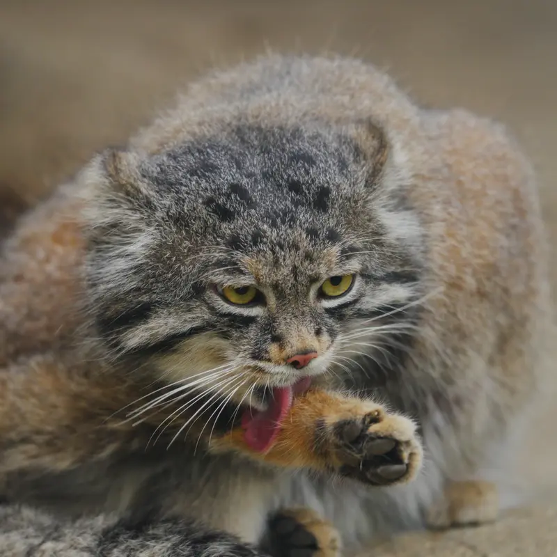 Фотография Нара в Царстве Животных Кобе