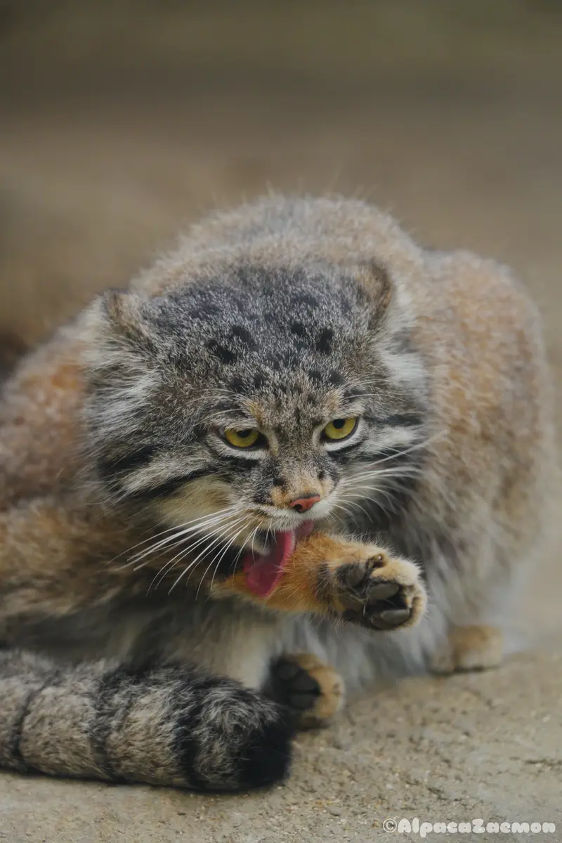 Фотография Нара в Царстве Животных Кобе