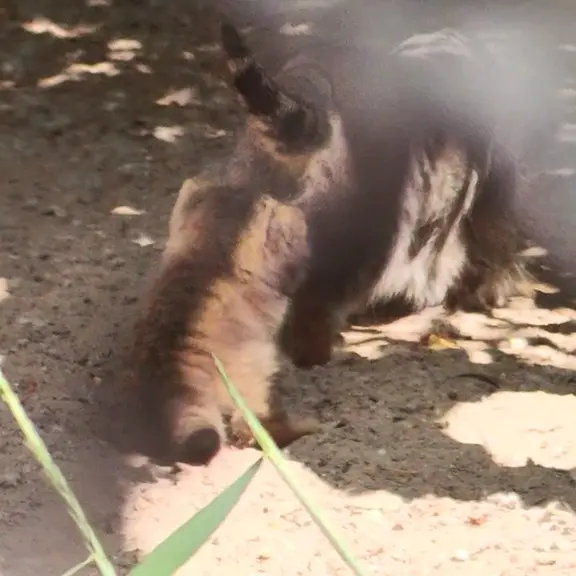 Фотография с манулом в Новосибирском Зоопарке