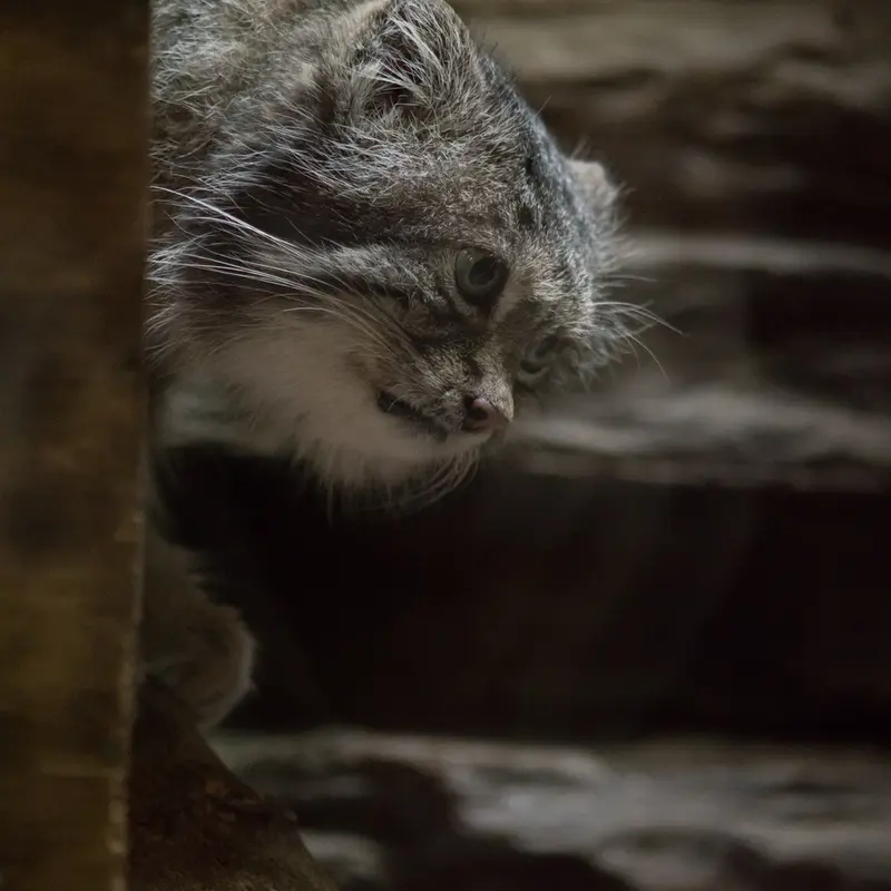 Фотография Клёна в Зоопарке Уено