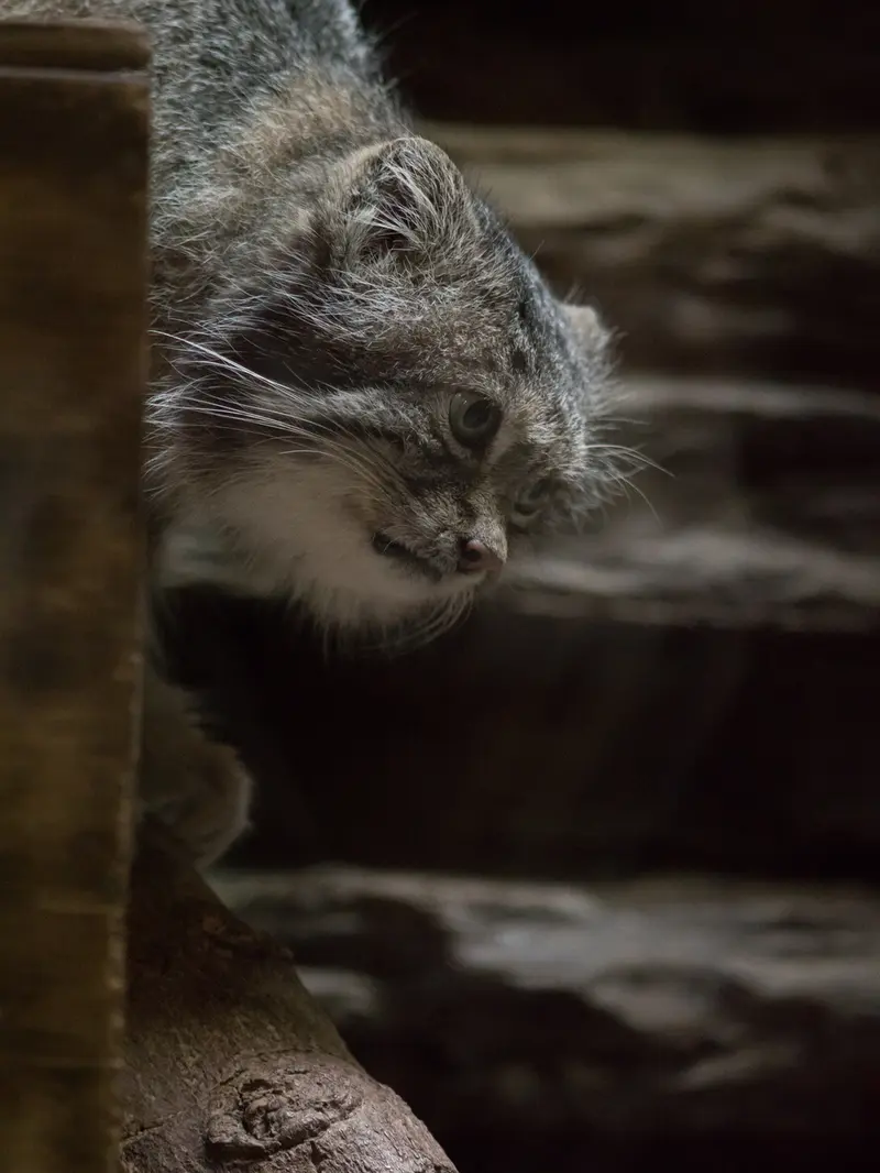 Фотография Клёна в Зоопарке Уено