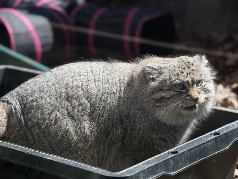 Фотография Лотоса в Детском зоопарке Сайтама