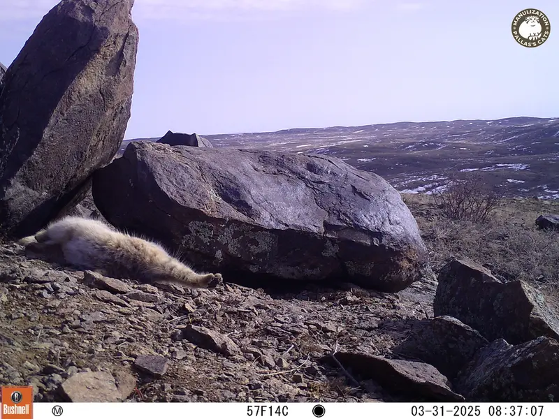 Фотография Сибирского Манула с фотоловушки Кошкар