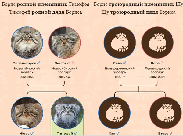 Фотография с манулом
