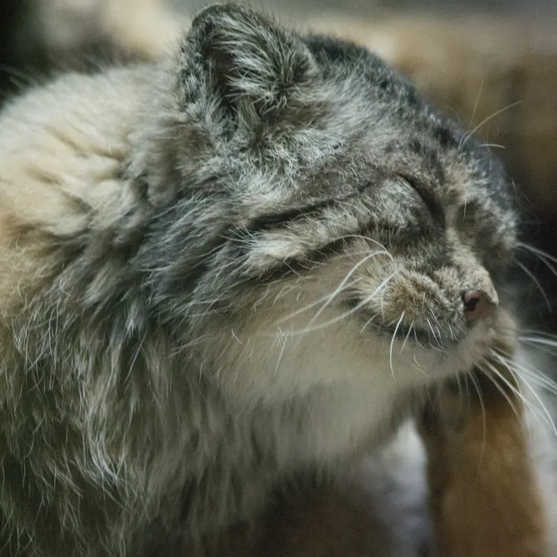Фотография Примулы в Зоопарке Уено