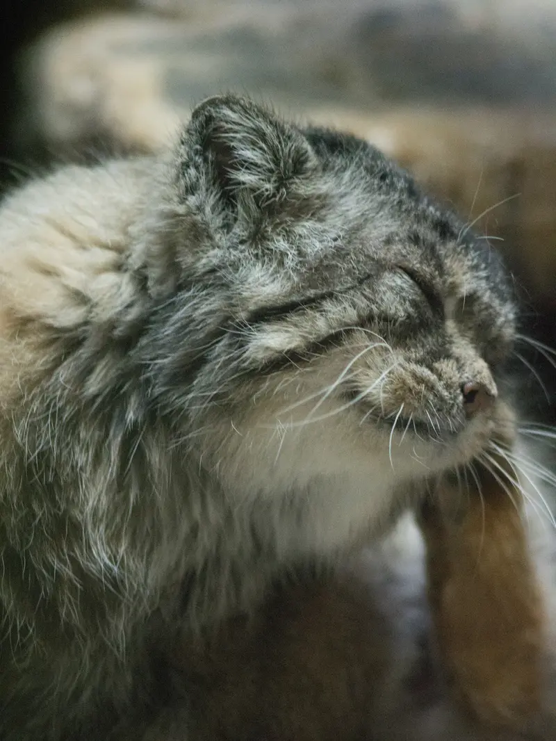 Фотография Примулы в Зоопарке Уено