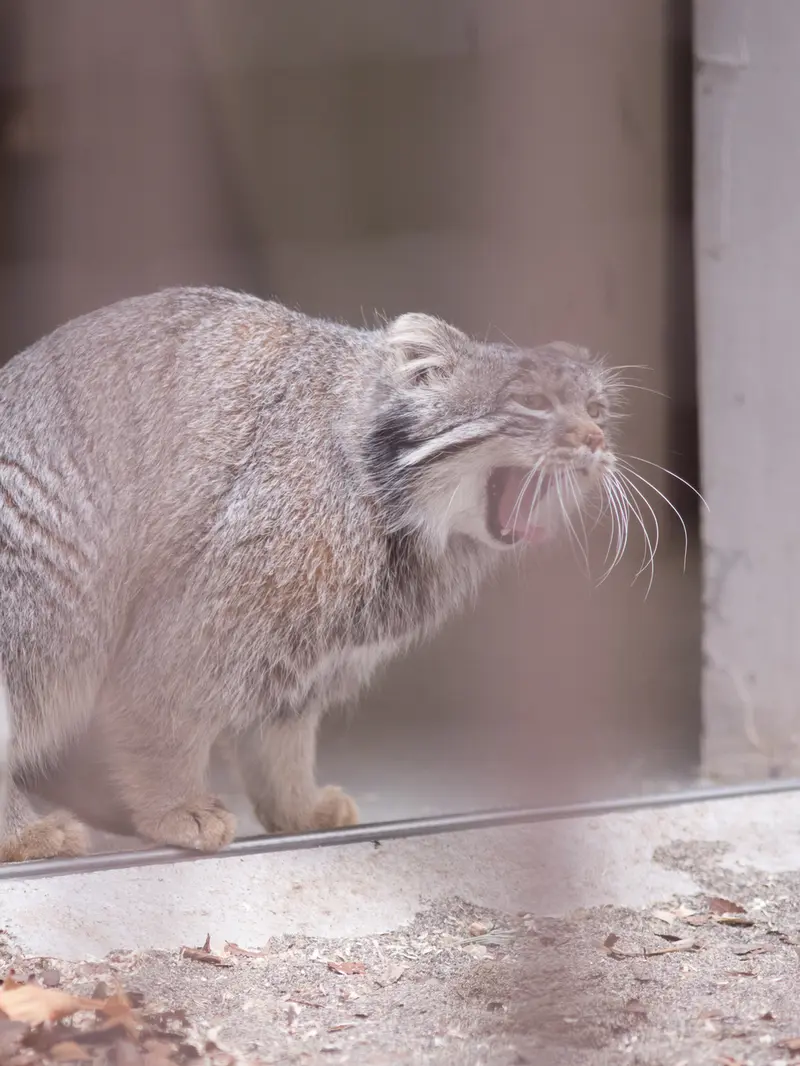 Фотография Фиги в Зоопарке Ногеяме