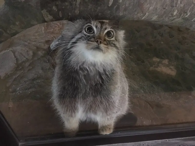 Фотография с манулом