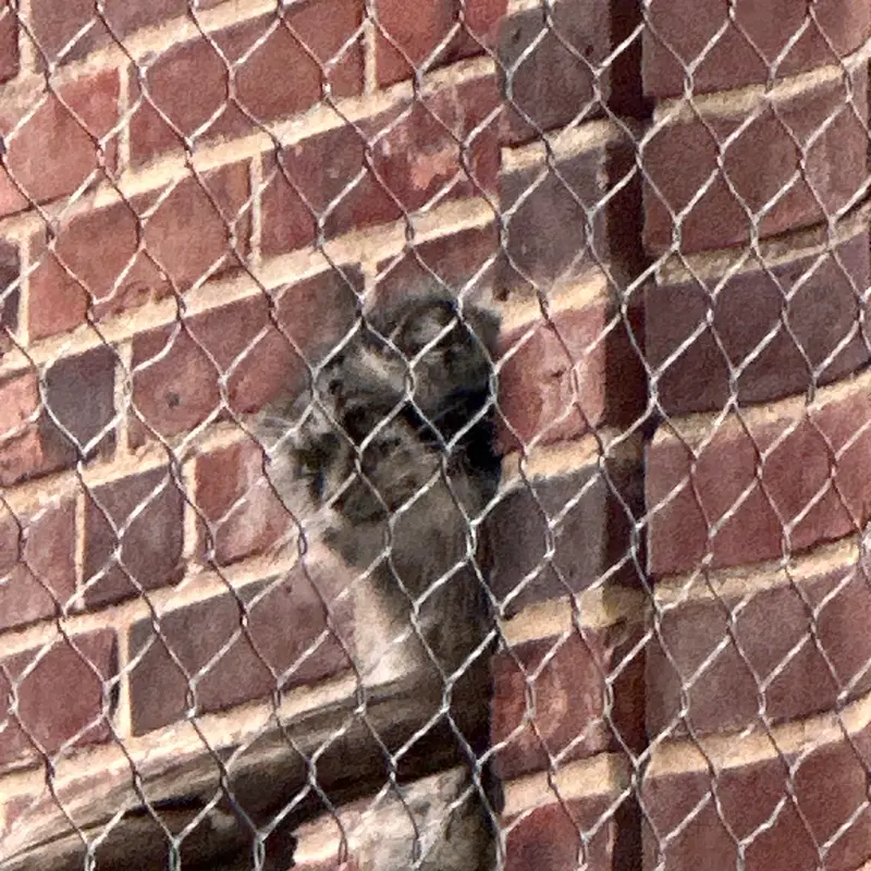 Фотография с манулом в Зоопарке Проспект-парка