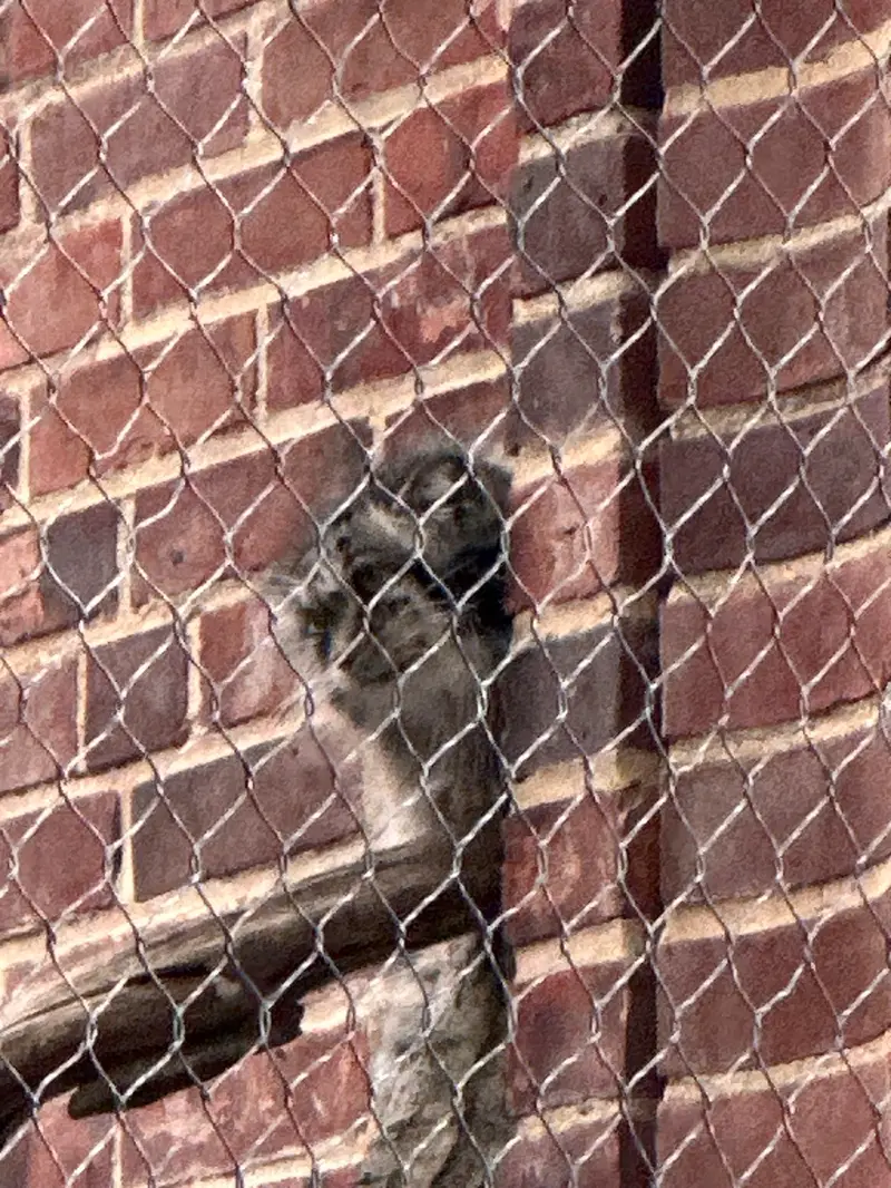 Фотография с манулом в Зоопарке Проспект-парка