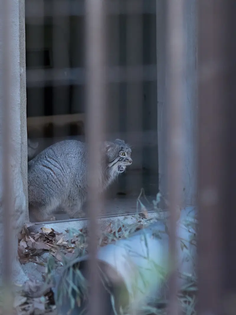 Фотография Фиги в Зоопарке Ногеяме