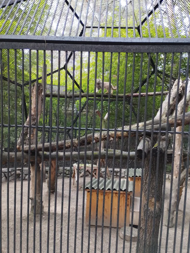 Фотография с манулом в Новосибирском Зоопарке