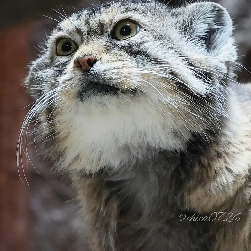 Фотография Примулы в Зоопарке Уено