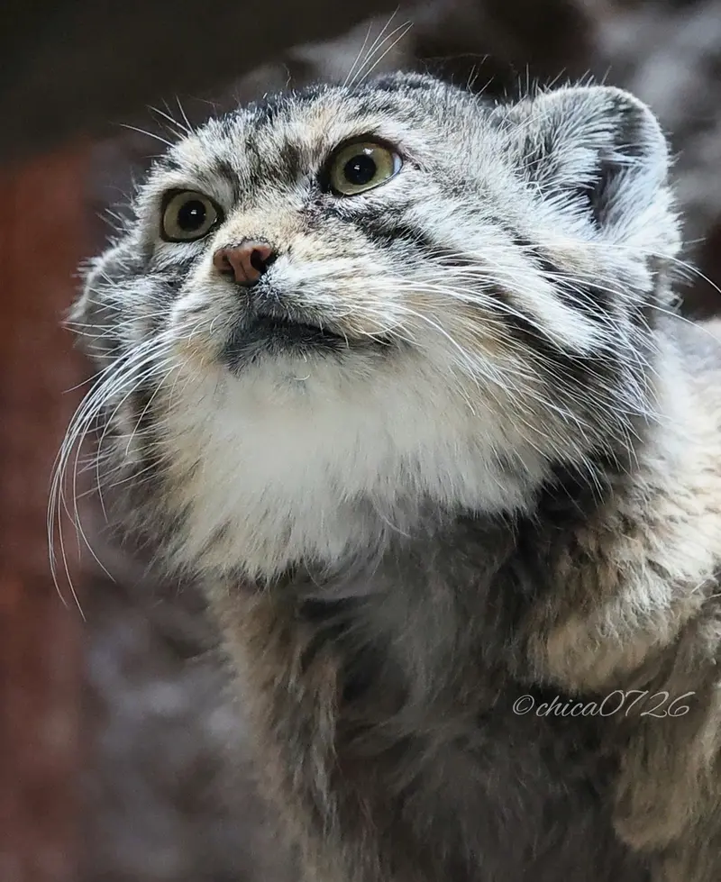 Фотография Примулы в Зоопарке Уено