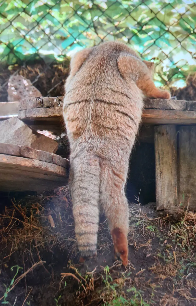 Фотография с манулом